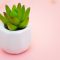 succulent-smallpink homes revamped declutter home service