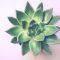 succulent.centre.lilac Homes Revamped declutter home service